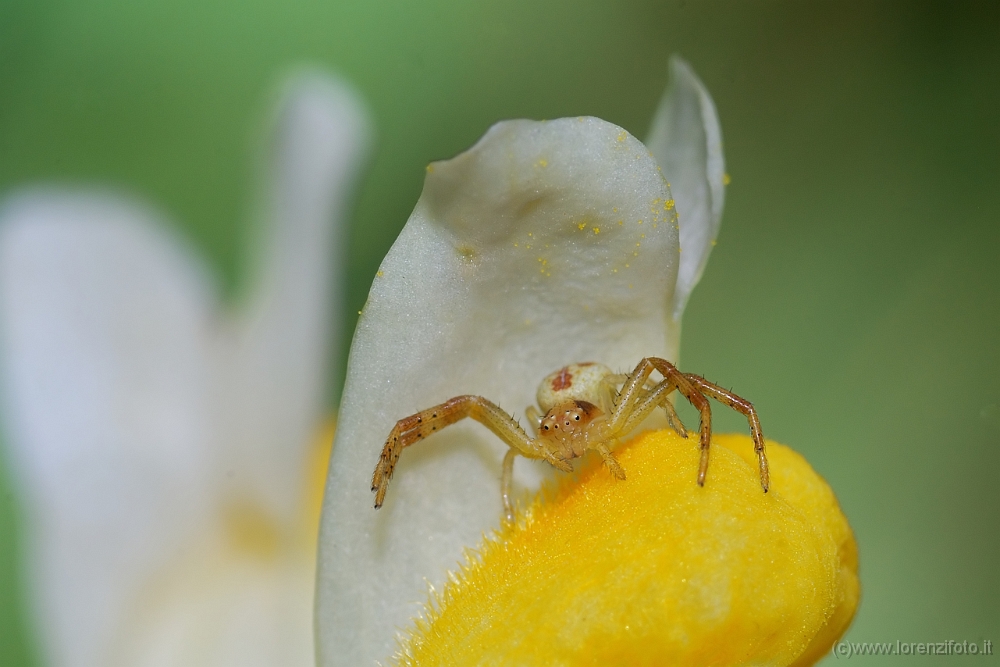 Ebrachtella tricuspidata.jpg